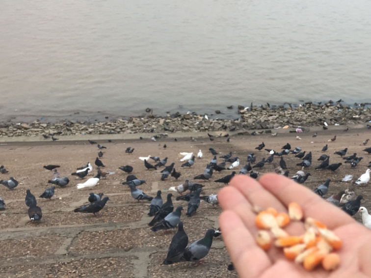 Feeding pigeons