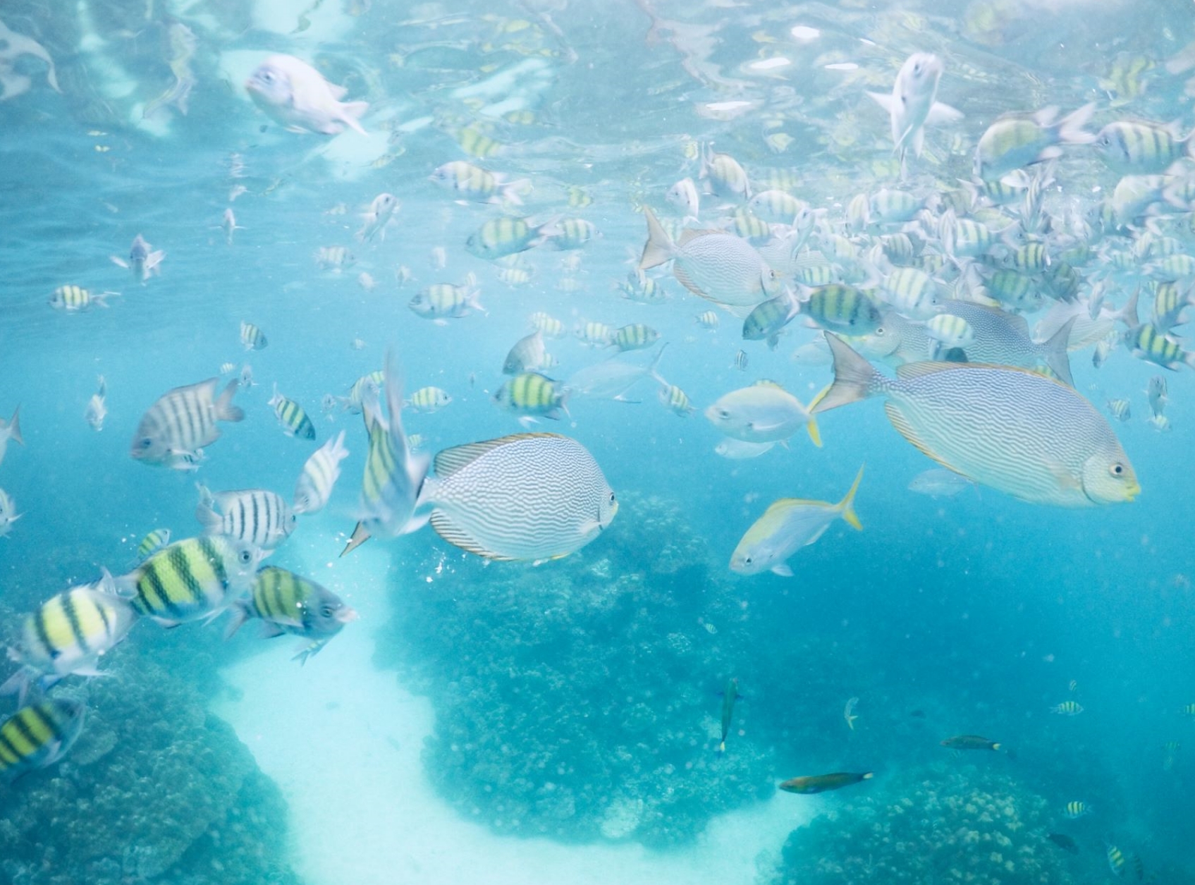 snorkeling